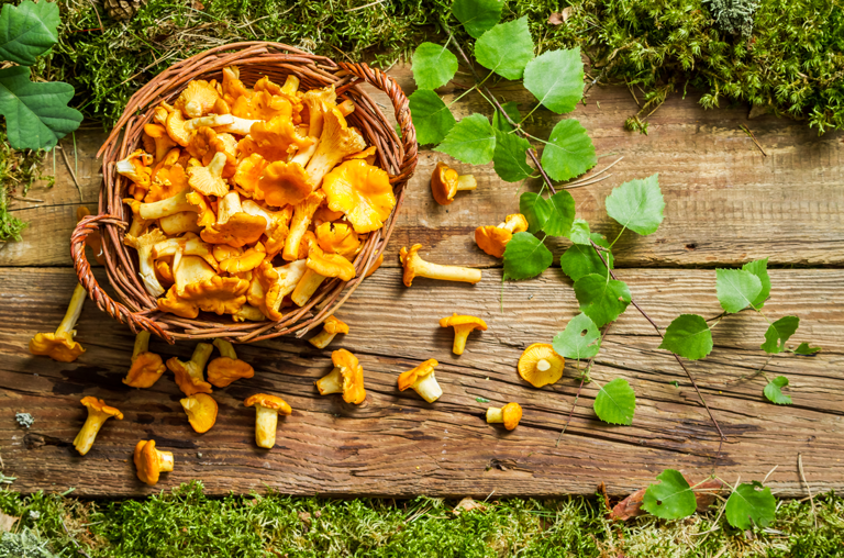 Pfifferlinge auf Holztafel umgeben von Moos