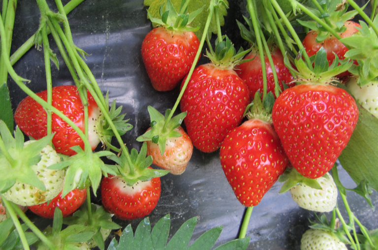 Erdbeeren von Löscher
