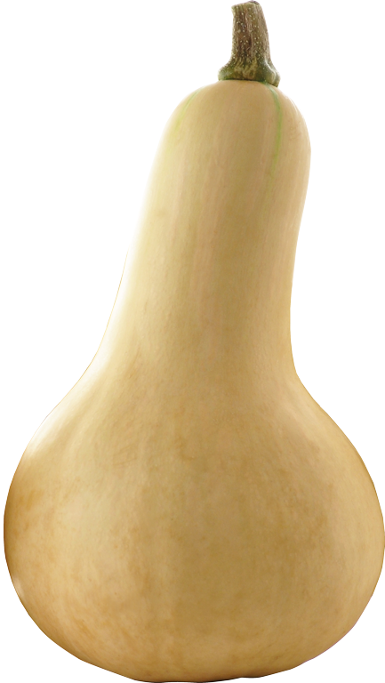 Butternut Kürbis