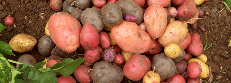 Verschiedene bunte Kartoffelsorten auf dem Feld liegend