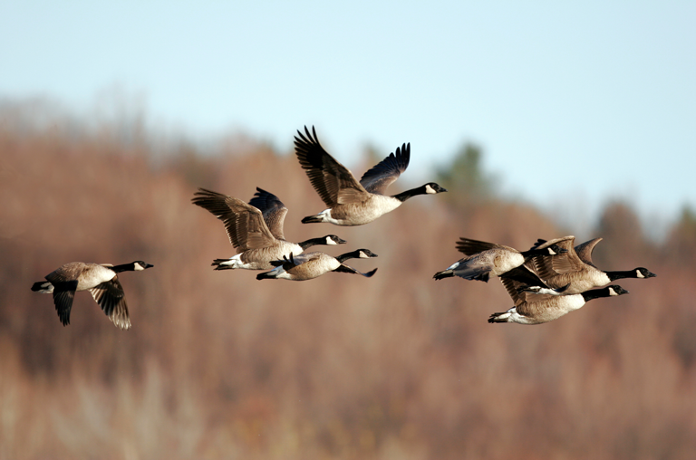 Wilde Gänse fliegen