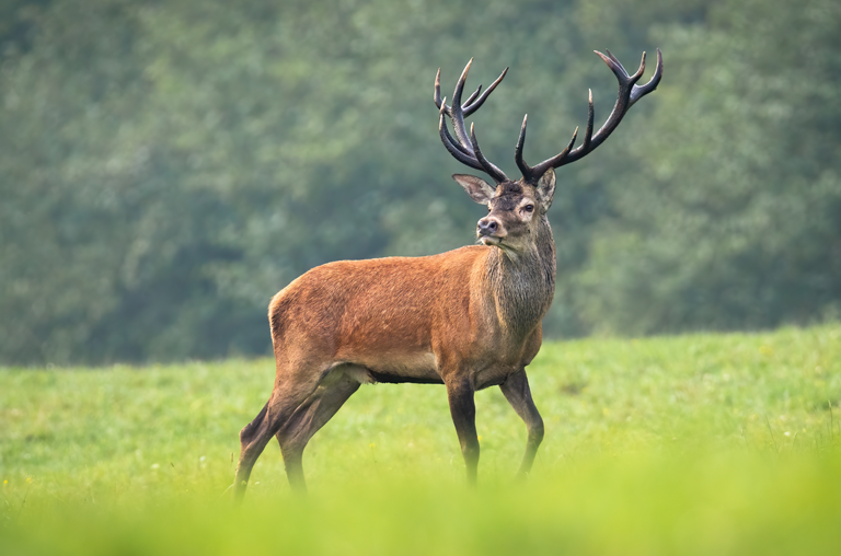 Hirsch auf einer Lichtung